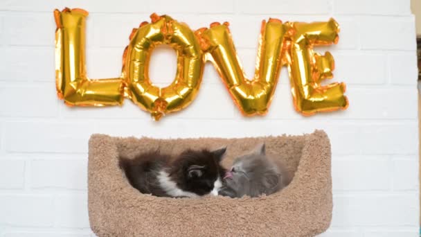 Two Gray Cute Funny Kittens Play Beige Lazelle Inscription Gold — стоковое видео