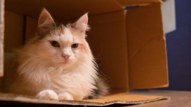Разноцветная кошка лежит с котятами в коробке и смотрит в камеру — стоковое видео