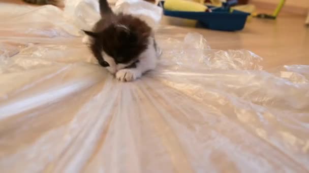 Słodkie szary kotek gra z film budowlany w domu podczas remontu — Wideo stockowe