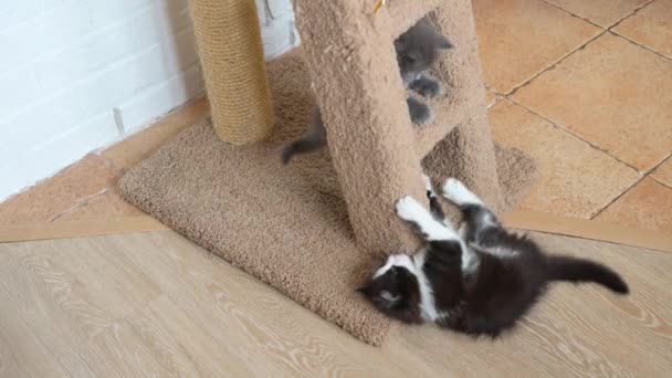 Twee Schattige Grijze Pluizige Kittens Spelen Een Krabpaal Thuis Close — Stockvideo