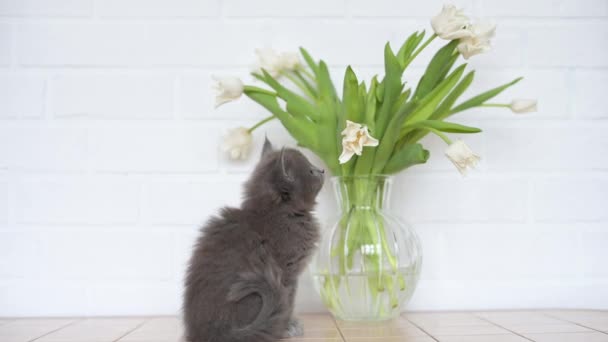 테이블에 꽃병에서 튤립과 귀엽고 고양이 — 비디오