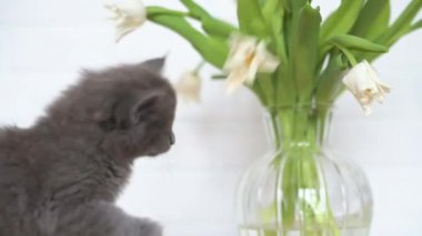 Şirin tüylü gri kedi yavrusu masadaki vazoda beyaz lalelerle oynuyor.