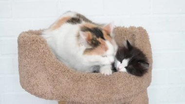 Çok renkli kedi, evdeki bej bir tırmalama direğindeki kameraya yakından bakarak komik kedi yavrularını yalıyor.