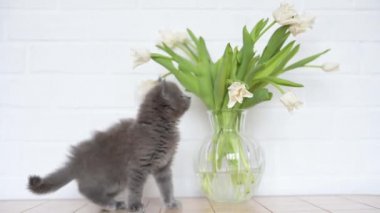 Şirin tüylü gri kedi yavrusu masadaki vazoda beyaz lalelerle oynuyor.