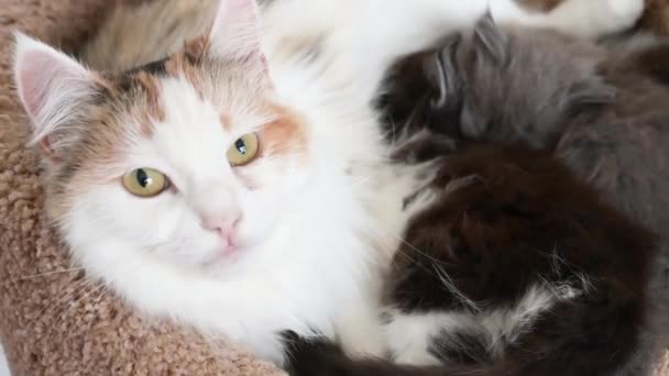 Çok renkli kedi, bej renkli bir tırmalama direğindeki kameraya yakından bakarak yavru kedilere süt veriyor. — Stok video