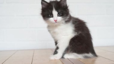 Küçük sevimli kedi yavrusu patilerini yalıyor ve kameraya bakıyor.