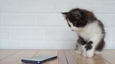 Küçük sevimli kedi yavrusu akıllı telefon ekranına bakıyor.