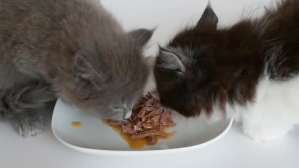 petits chatons mignons manger en conserve humide dinde poulet nourriture chaton sur isolé blanc