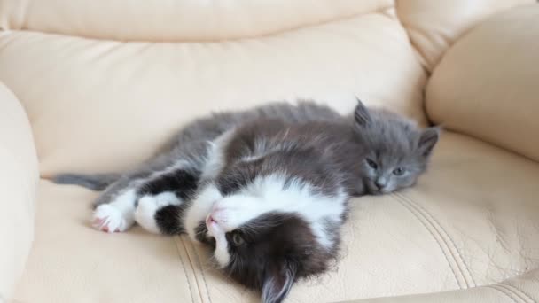 Dos pequeños gatitos divertidos lindos yacen en casa en un sillón bostezando mirando la cámara de cerca — Vídeos de Stock