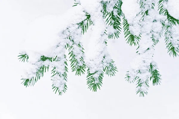 Ramo verde de abeto no inverno na neve no branco — Fotografia de Stock