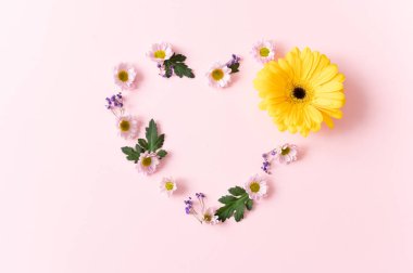 Çiçeksel pembe kasımpatı çiçekleri ve 1 sarı kalp şeklinde gcrbera pembe izole edilmiş arka planda metne yer var.