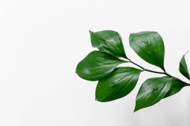 İzole edilmiş beyaz arkaplanda yeşil taze yapraklar