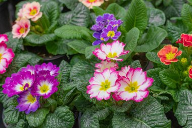 yeşil yapraklı kaplarda çok renkli menekşeler ev bitkilerinin yakın çekim teması