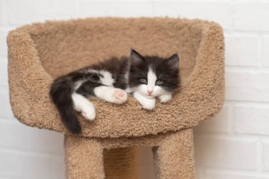 Beyaz arka planda bir kanepede uyuyan sevimli tüylü kedi yavrusu.