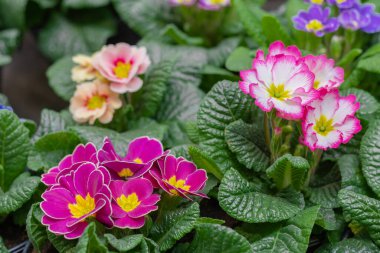 Ev bitkilerinin yeşil yapraklı menekşeleri