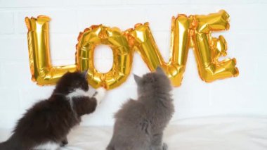 İki sevimli, tüylü kedi yavrusu, harflerin yanında altın balonlarla oynuyorlar. Sevgililer Günü temasını seviyorlar.