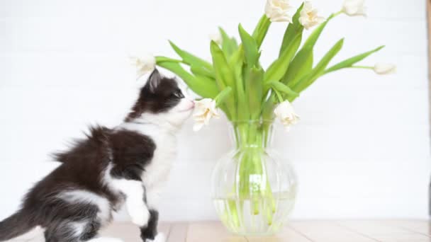Söt vit kattunge sniffa leka med vita tulpaner i en vas på bordet — Stockvideo