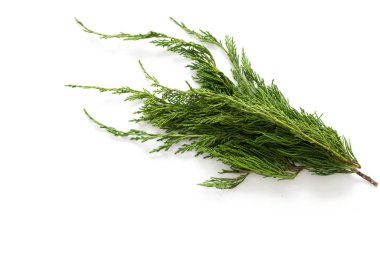İzole edilmiş beyaz arkaplanda yeşil ladin dalları