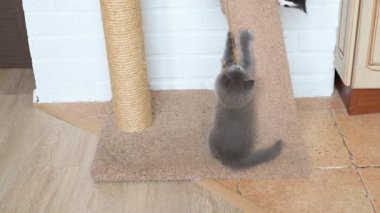 Şirin üç renkli kedi evde iki kedi yavrusuyla oynuyor.