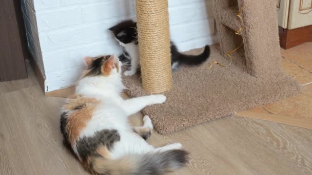 Roztomilý Trojbarevný Kočka Hraje Dvěma Koťaty Doma — Stock video
