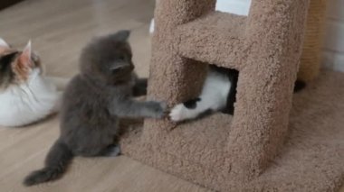 Üç renkli kedi evde iki kedi yavrusuyla oynuyor.