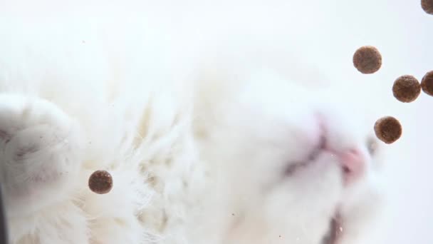 Kuru Kedi Maması Evde Beyaz Bir Arka Planda Bir Kaseye — Stok video