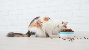Kuru kedi maması evde beyaz bir arka planda bir kaseye dökülüyor.