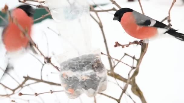 赤い羽を持つ野鳥は雪を背景に冬にフィーダーから木の上で種や穀物を食べる — ストック動画