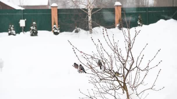 Stormo Bullfinches Seduto Rami Uccelli Selvatici Con Piume Rosse Bullfinches — Video Stock