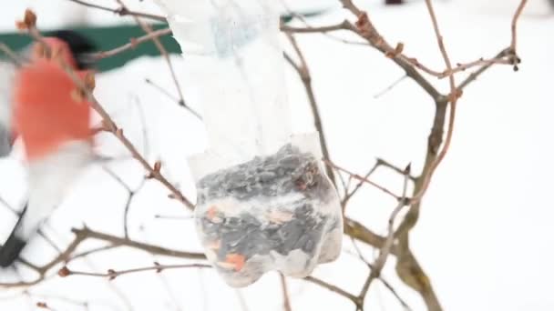 赤い羽を持つ野鳥は雪を背景に冬にフィーダーから木の上で種や穀物を食べる — ストック動画