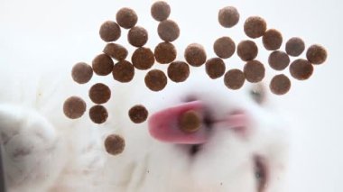 Çok renkli, tüylü, yetişkin bir kedi kaseden kuru yiyecekler yiyor.
