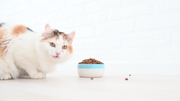 Wielobarwny puszysty domowy puszysty kot jedzenie suchy pokarm z miska na odizolowanym białym tle — Wideo stockowe