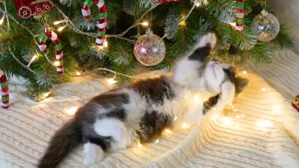 귀엽고 귀여운 고양이는 크리스마스 가지고 있습니다 크리스마스 아래흰 위에서 크리스마스 — 비디오