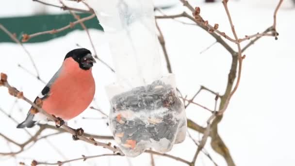 赤い羽を持つ野鳥は雪を背景に冬にフィーダーから木の上で種や穀物を食べる — ストック動画