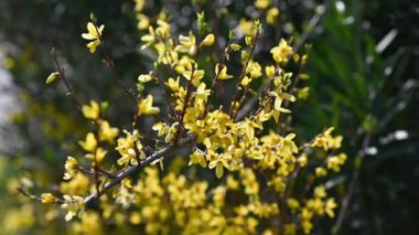 Baharda yeşil yapraklı sarı parlak çalı. Açık havada bitki konsepti doğa.