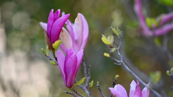 Цветущие Большие Розовые Цветы Магнолии Весной Сочи — стоковое видео