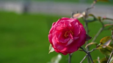 Güzel tomurcuk pembe çay rüzgarda sallanıyor ilkbaharda yeşil çimenlerin arka planında