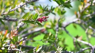 Arı, öğleden sonra çalıların üzerinde güzel pembe bir çiçeği döller.