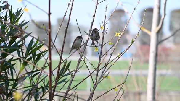 Deux Petits Oiseaux Gris Canaris Forêt Est Assis Sur Buisson — Video