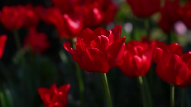 Rode Tulpen Een Bloembed Close — Stockvideo