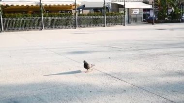 Tek başına gri bir güvercin İtalya 'da bir şehir caddesinde yürüyor ilkbaharda güneş altında.