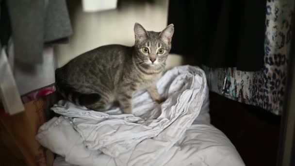Gray Cat Sits Closet Things Looking Camera — Stock Video