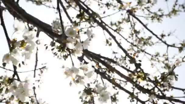 Φωτοβολίδα του ήλιου μέσα από ένα ανθισμένο κλαδί με λευκά λουλούδια την άνοιξη — Αρχείο Βίντεο