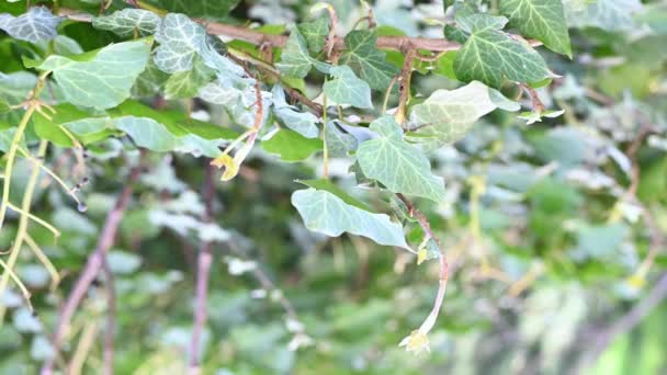 Vert jeune lierre agitant sur un arbre dans le parc feuilles oscillant dans le vent dans l'après-midi au soleil en été — Video