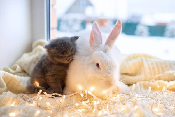 Piccolo Gattino Morbido Carino Seduto Con Coniglio Bianco Con Luci — Foto Stock