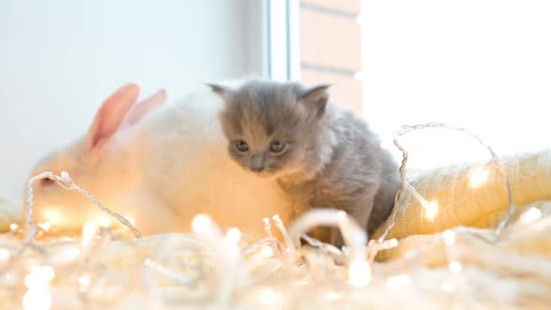 Kis Aranyos Bolyhos Cica Fehér Nyúl Karácsony Fények Ablakon Ház — Stock videók