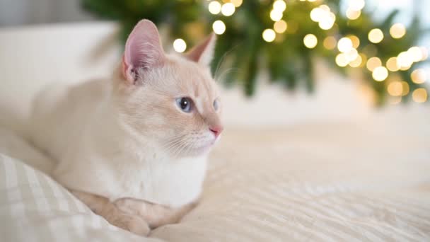白い毛布の上で遊ぶかわいいふわふわのオレンジ色の子猫猫ガーランドライトがカメラのクローズアップ 冬のテーマ 新年を見て眠りに落ちる — ストック動画