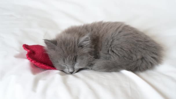 一只可爱的 灰蒙蒙的 毛茸茸的英国小猫躺在枕头下面的白色毛毯上 它的红心是情人节的主题 — 图库视频影像
