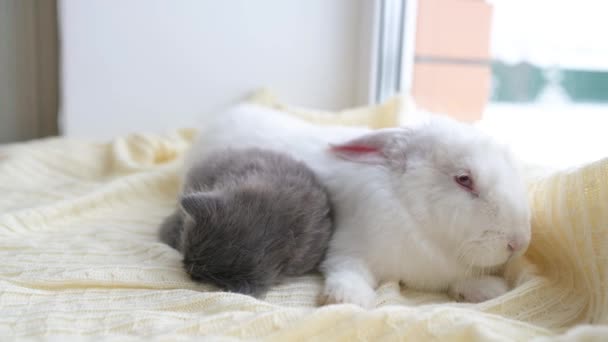 Little Cute Fluffy Kitten Sitting White Rabbit Window House Christmas — Stock Video