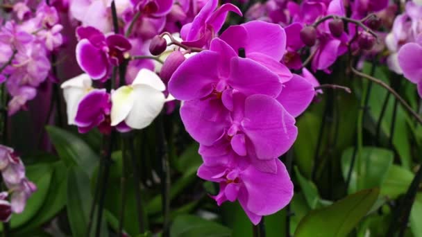 Růžové Orchidej Květiny Květináčích Zelenými Listy Close Téma Domácích Rostlin — Stock video